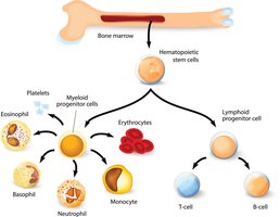 Hematopoietic stem cell differentiation