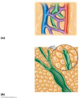 Flow of fluid between blood and lymphatic capillaries