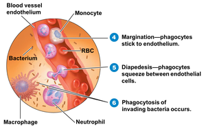 Phagocyte migration and phagocytosis