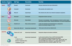 Table of innate and adaptive immune cell types and functions