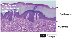 Section through human skin showing epidermis and dermis