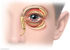 Lacrimal apparatus draining tears from the eye