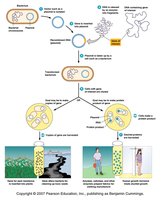 Overview of recombinant DNA technology process