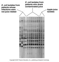 DNA fingerprinting gel showing E. coli isolates