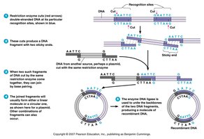 Mechanism of restriction enzyme action and recombinant DNA formation