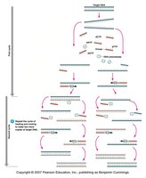 PCR process first cycle