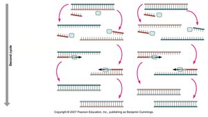 PCR process second cycle
