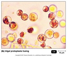 Algal protoplasts fusing