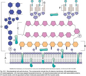 Mycobacterial cell wall structure diagram