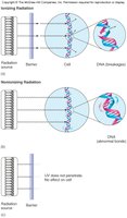Ionizing and nonionizing radiation effects