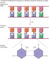 UV light causes pyrimidine dimers in DNA