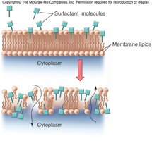 Surfactant molecules disrupting membrane lipids