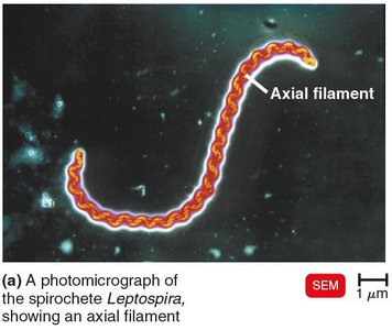Axial filament in spirochete Leptospira