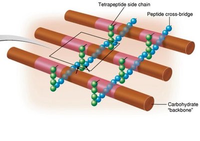 Structure of peptidoglycan in Gram-positive bacteria