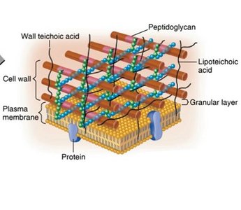 Gram-positive cell wall structure