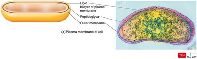 Plasma membrane structure in Vibrio cholerae
