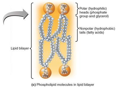 Phospholipid molecules in lipid bilayer