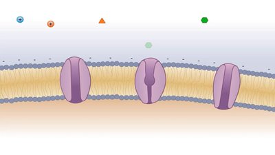Chromatophores in bacterial cell