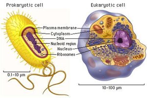 Comparison of prokaryotic and eukaryotic cells