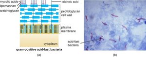 Acid-fast bacteria and staining