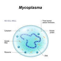 Mycoplasma cell structure