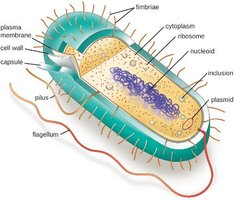 Cytoplasm of a prokaryotic cell