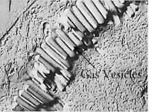 Gas vesicles in prokaryotic cells