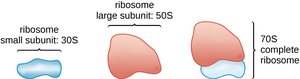 Prokaryotic ribosome structure