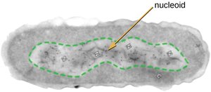 Nucleoid region in a prokaryotic cell