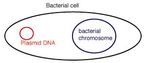 Plasmid and chromosomal DNA in a bacterial cell
