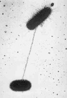 Bacterial conjugation via pilus