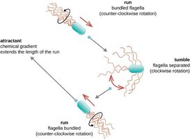 Chemotaxis: movement in response to chemical gradients
