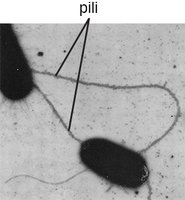 Pili connecting two bacterial cells