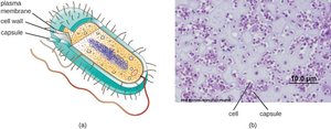 Capsule stain of Pseudomonas aeruginosa