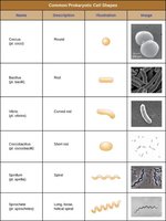 Table of common prokaryotic cell shapes