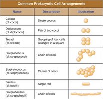 Table of common prokaryotic cell arrangements