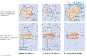 Osmotic effects on cells with and without cell walls