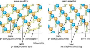 Peptidoglycan structure in Gram-positive and Gram-negative bacteria