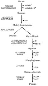 Entner-Doudoroff pathway diagram