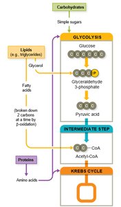 Protein catabolism pathway