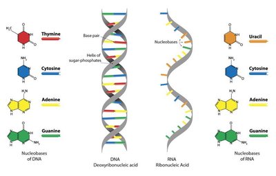 DNA and RNA nucleobases comparison