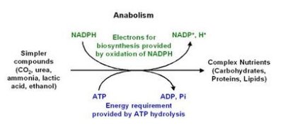 Anabolism overview