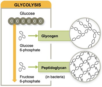 Glycogen and peptidoglycan biosynthesis