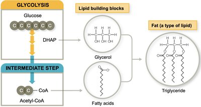 Lipid biosynthesis pathway