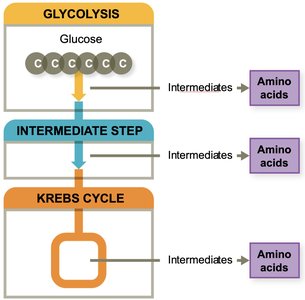 Amino acid biosynthesis pathway