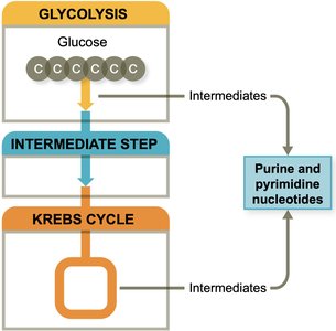 Purine and pyrimidine biosynthesis pathway