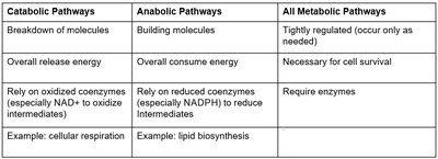Amphibolic pathways diagram