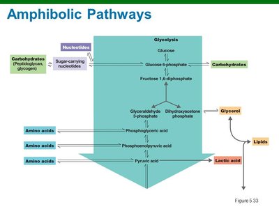 Amphibolic pathways overview