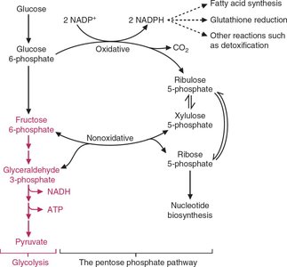 Pentose phosphate pathway diagram