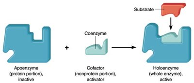 Enzyme cofactors diagram